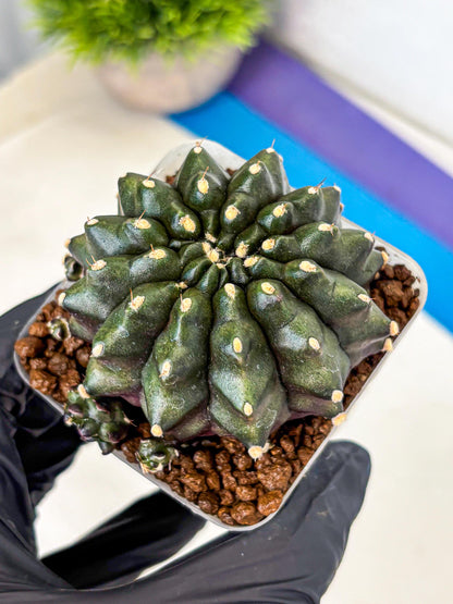 Gymnocalycium Kilimanjaro (gy8) (5) | Collector’s Edition