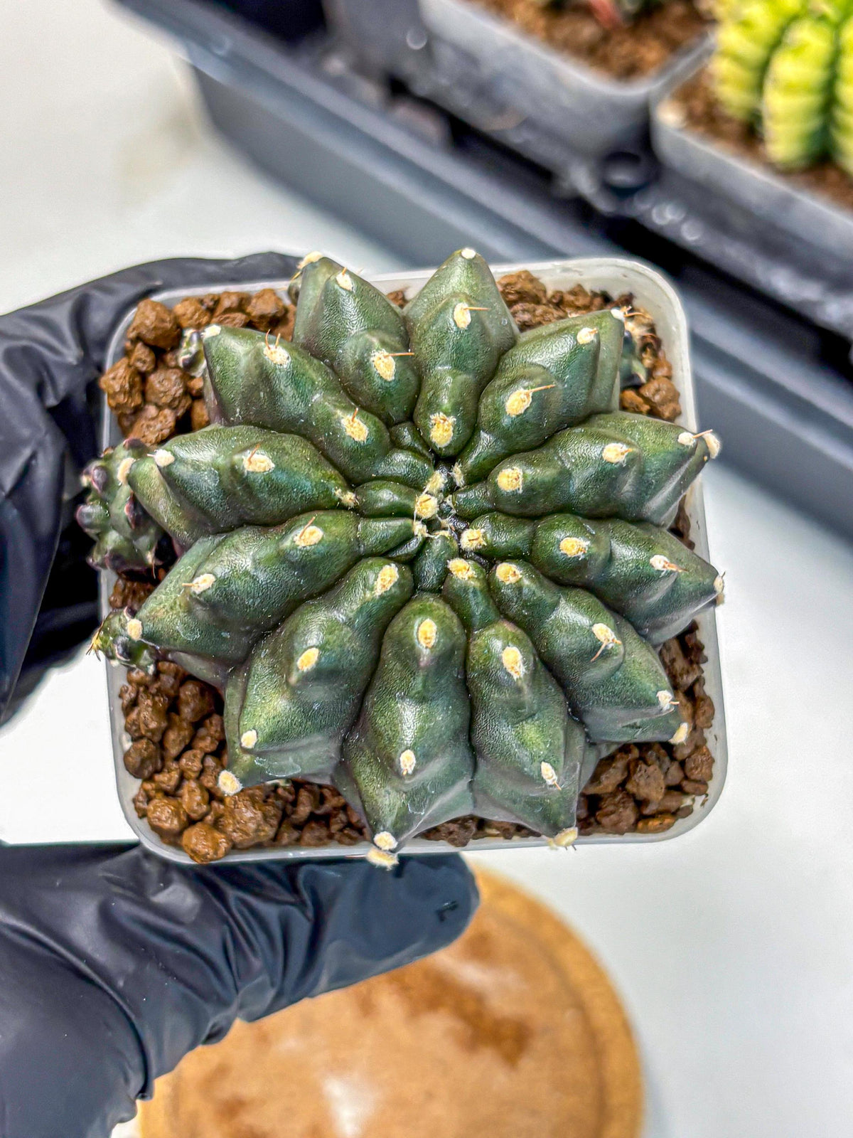 Gymnocalycium Kilimanjaro (gy8) (5) | Collector’s Edition