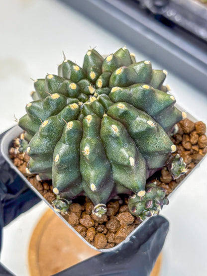 Gymnocalycium Kilimanjaro (gy8) (5) | Collector’s Edition