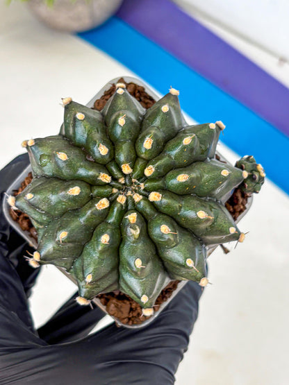 Gymnocalycium Kilimanjaro (gy8) (6) | Collector’s Edition