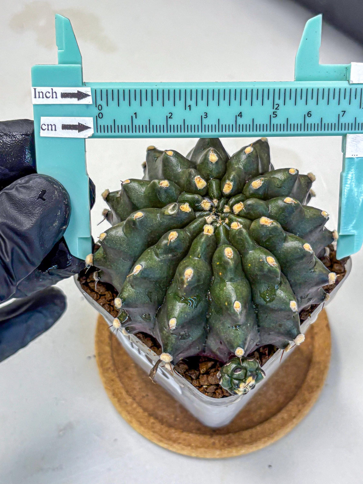 Gymnocalycium Kilimanjaro (gy8) (6) | Collector’s Edition