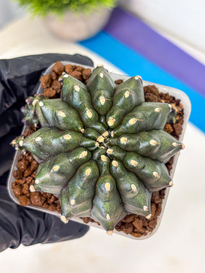 Gymnocalycium Kilimanjaro (gy8) (5) | Collector’s Edition