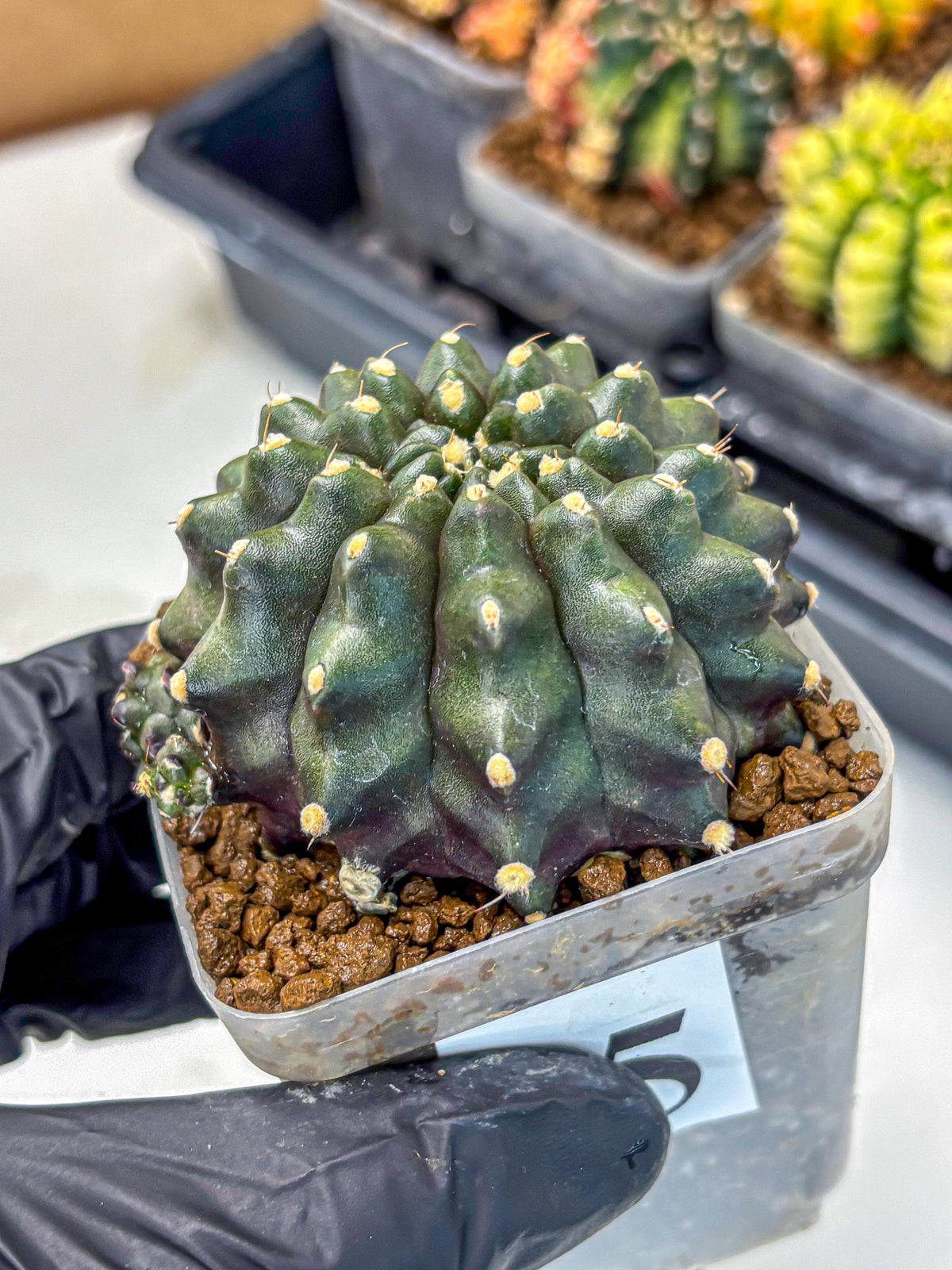 Gymnocalycium Kilimanjaro (gy8) (5) | Collector’s Edition