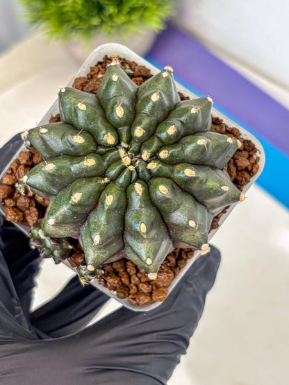 Gymnocalycium Kilimanjaro (gy8) (5) | Collector’s Edition