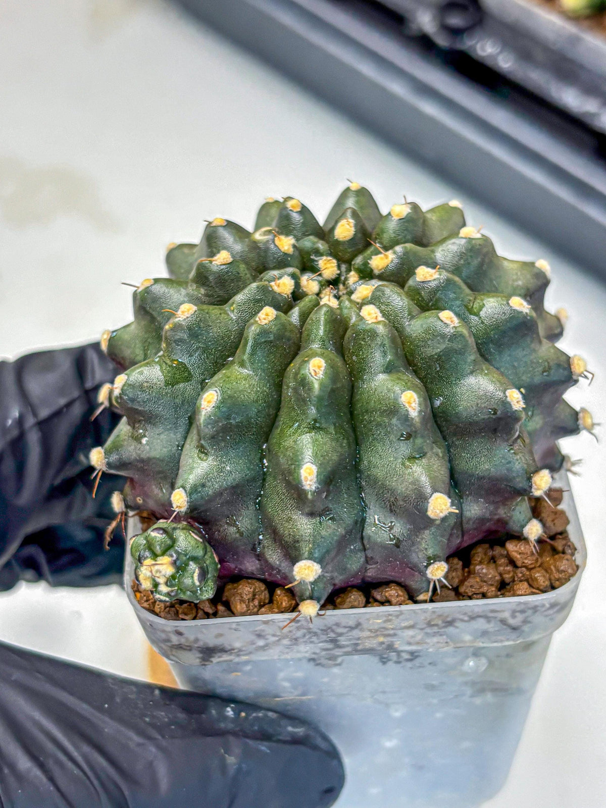 Gymnocalycium Kilimanjaro (gy8) (6) | Collector’s Edition