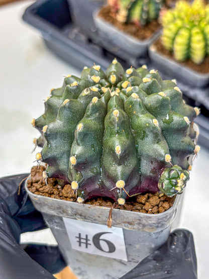 Gymnocalycium Kilimanjaro (gy8) (6) | Collector’s Edition