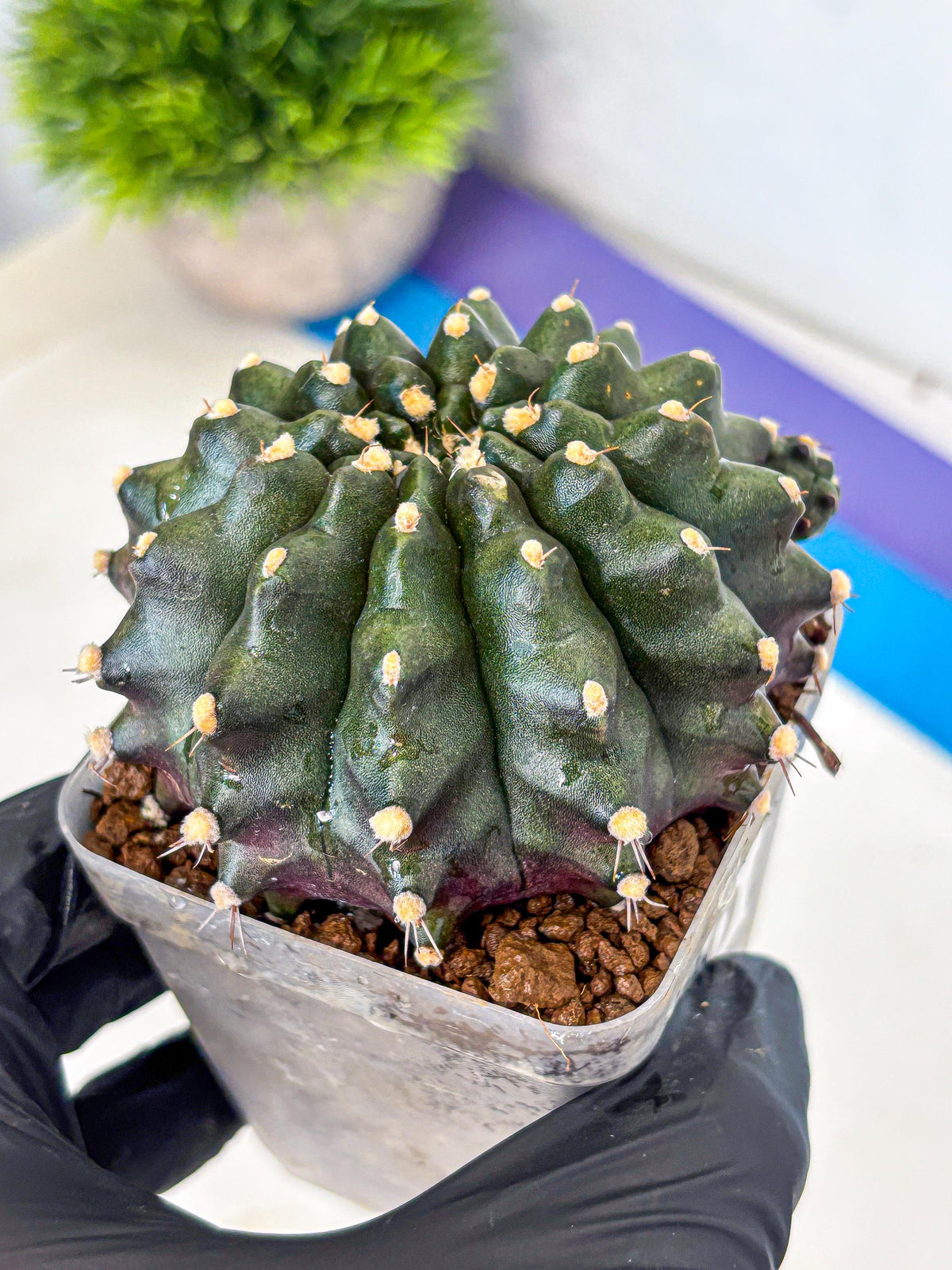 Gymnocalycium Kilimanjaro (gy8) (6) | Collector’s Edition
