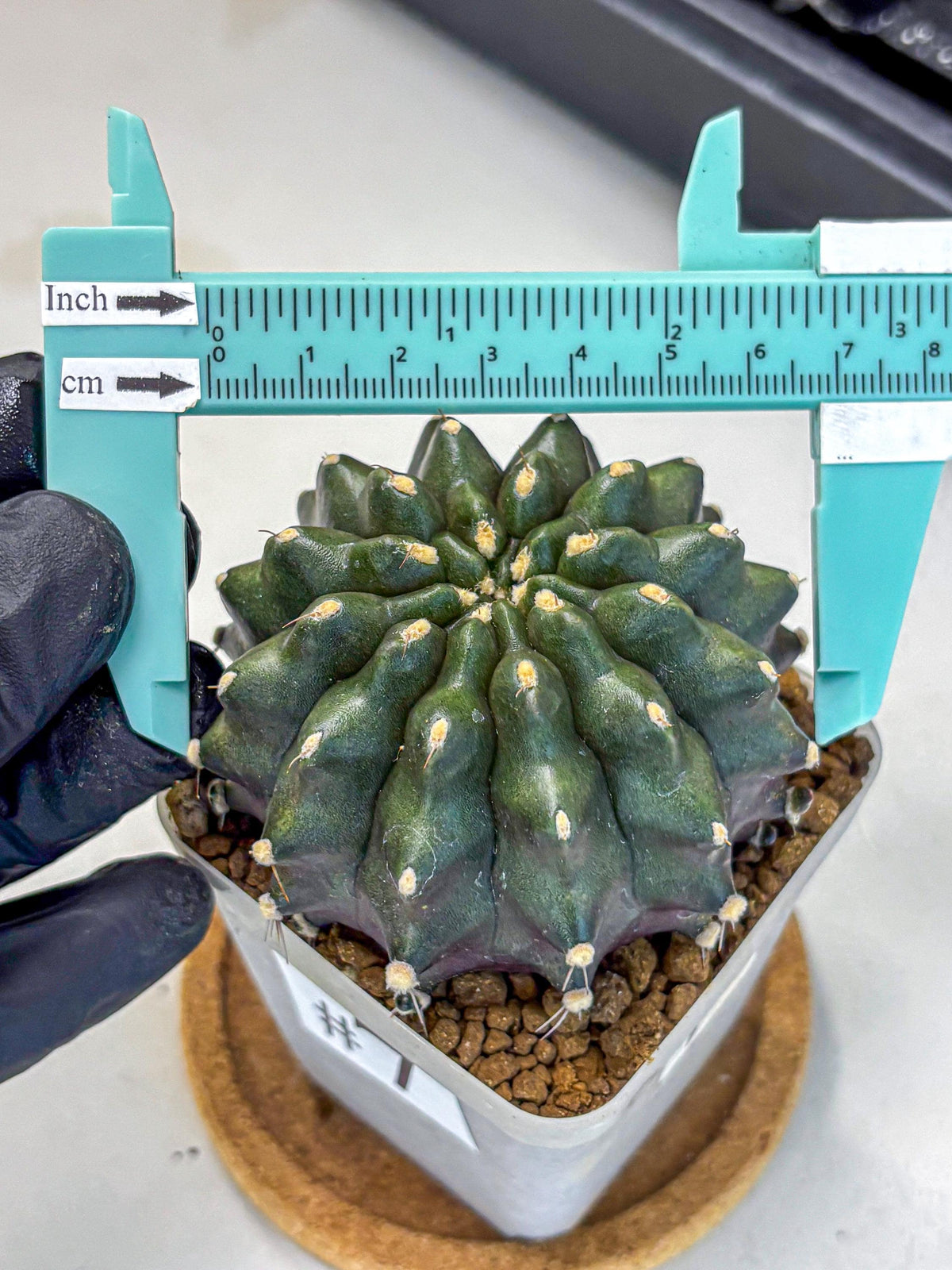 Gymnocalycium Kilimanjaro (gy8) (7) | Collector’s Edition