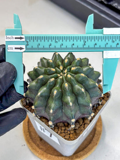 Gymnocalycium Kilimanjaro (gy8) (7) | Collector’s Edition