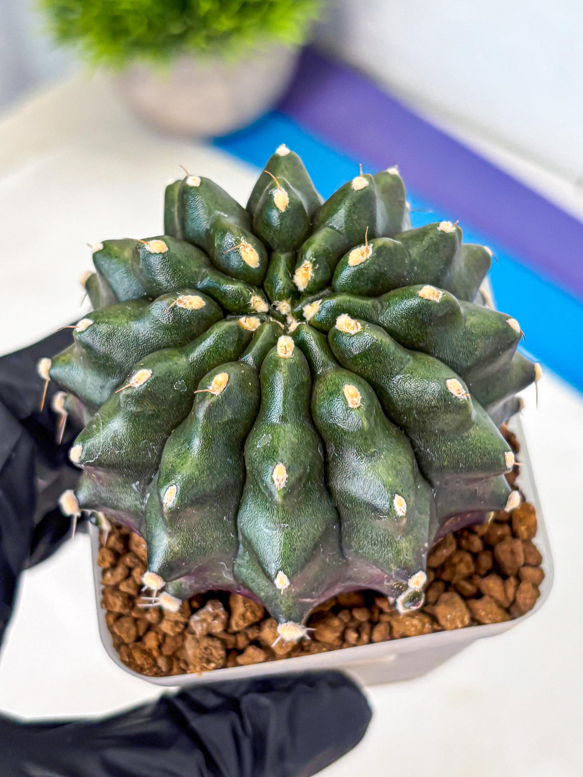 Gymnocalycium Kilimanjaro (gy8) (7) | Collector’s Edition