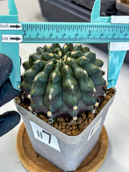Gymnocalycium Kilimanjaro (gy8) (7) | Collector’s Edition