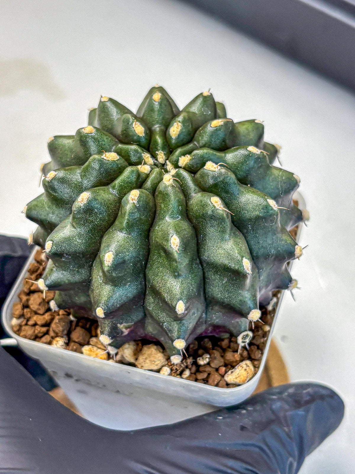 Gymnocalycium Kilimanjaro (gy8) (7) | Collector’s Edition