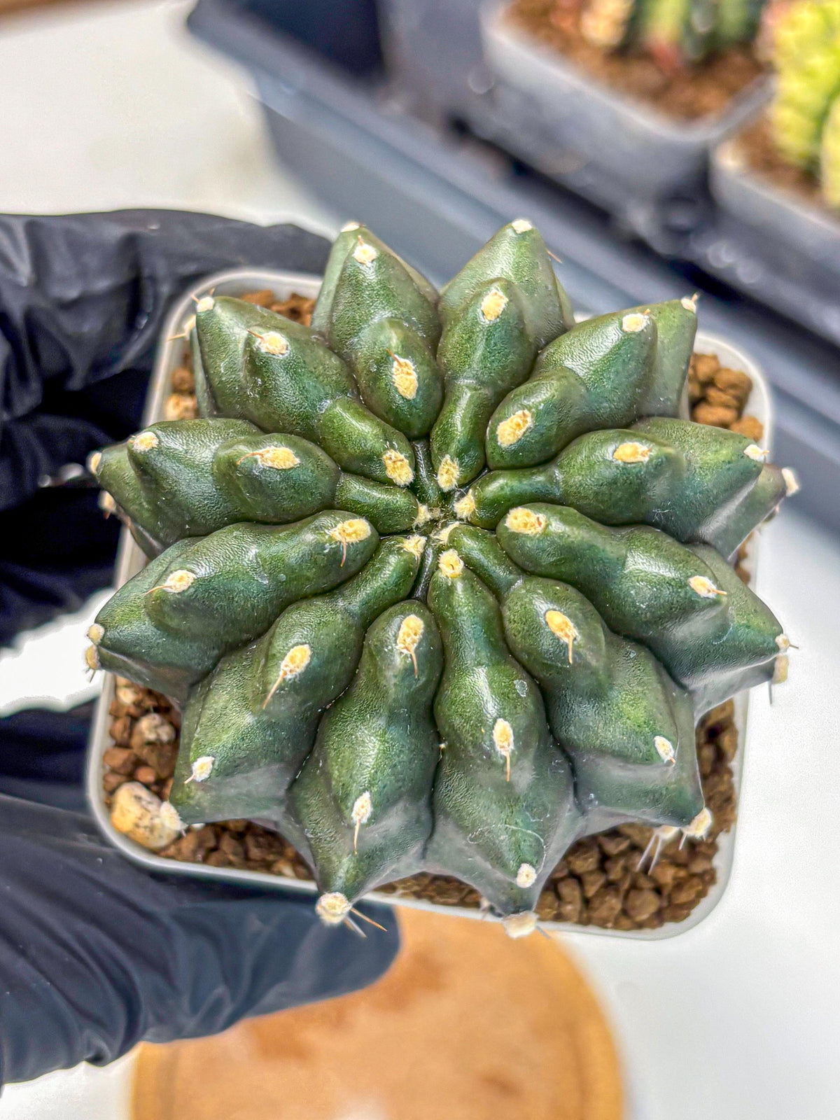 Gymnocalycium Kilimanjaro (gy8) (7) | Collector’s Edition