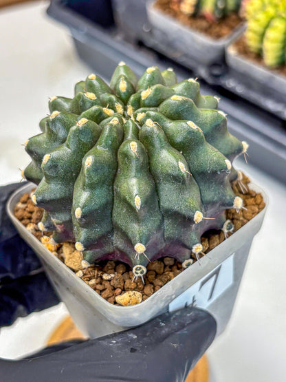 Gymnocalycium Kilimanjaro (gy8) (7) | Collector’s Edition