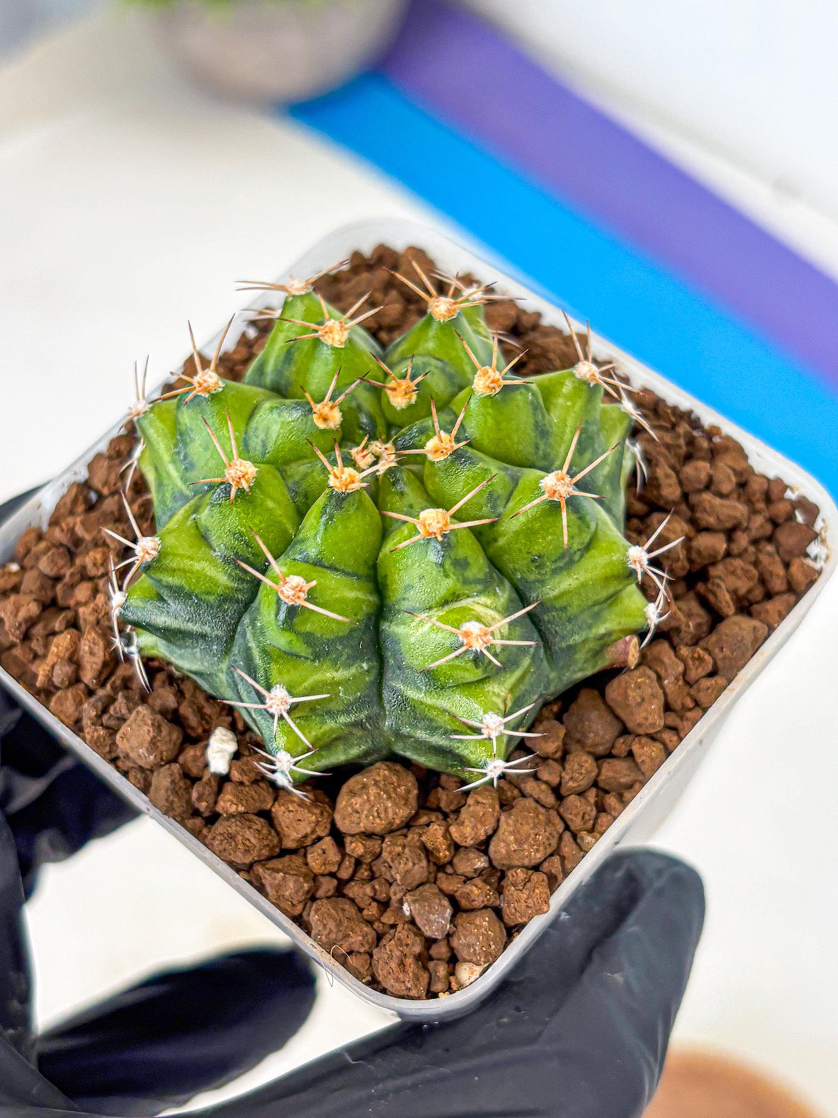 Gymnocalycium Moon Melody (gy8) (9) | Collector’s Edition