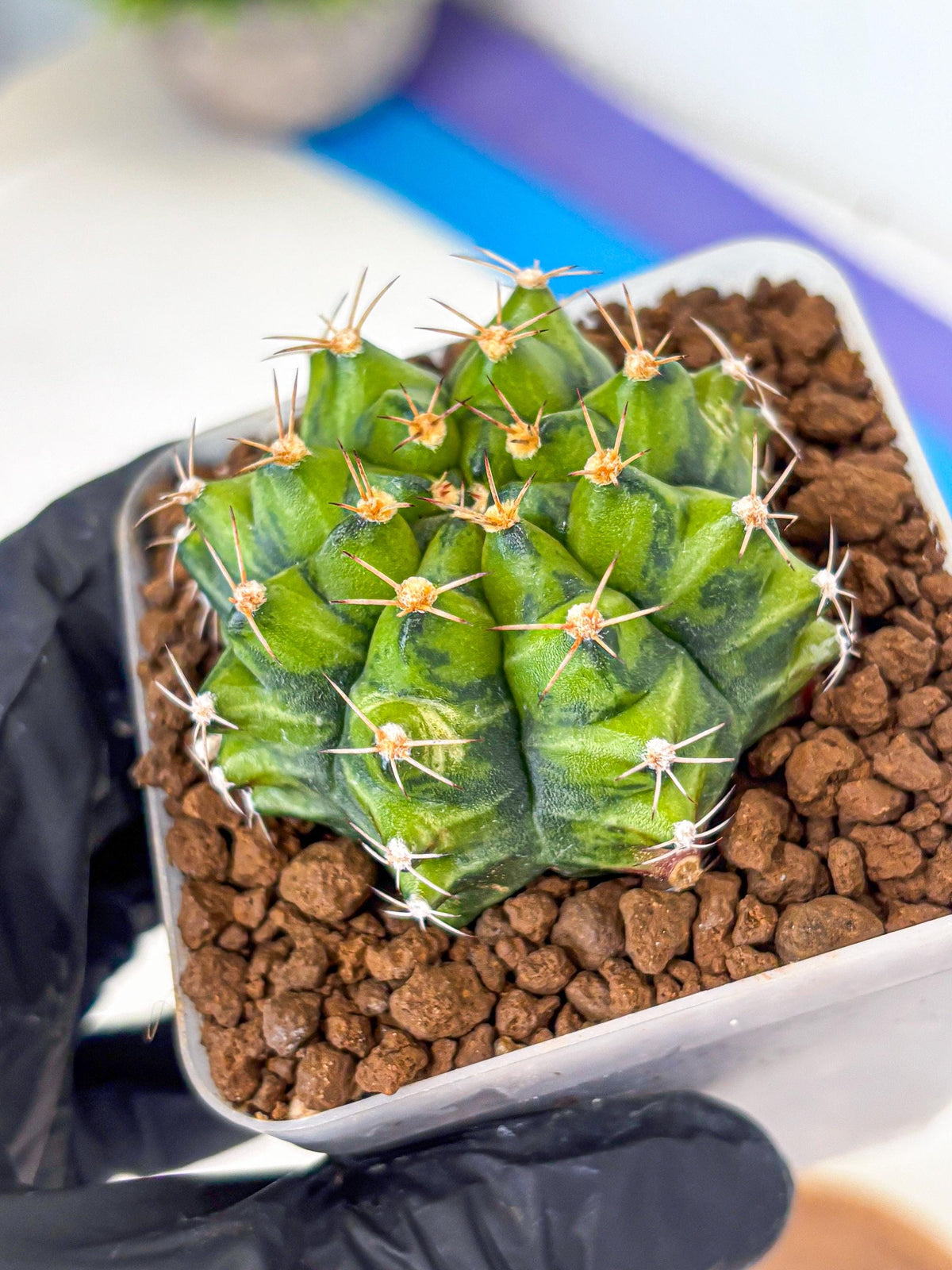 Gymnocalycium Moon Melody (gy8) (9) | Collector’s Edition
