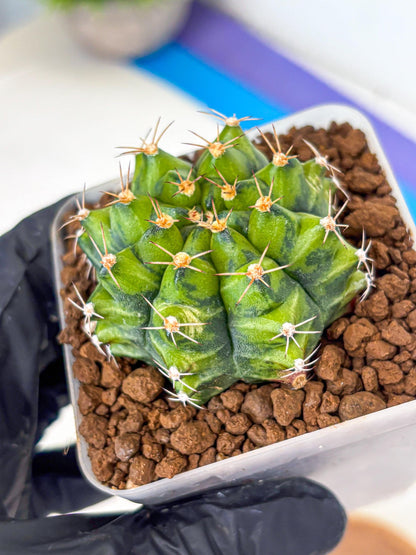 Gymnocalycium Moon Melody (gy8) (9) | Collector’s Edition