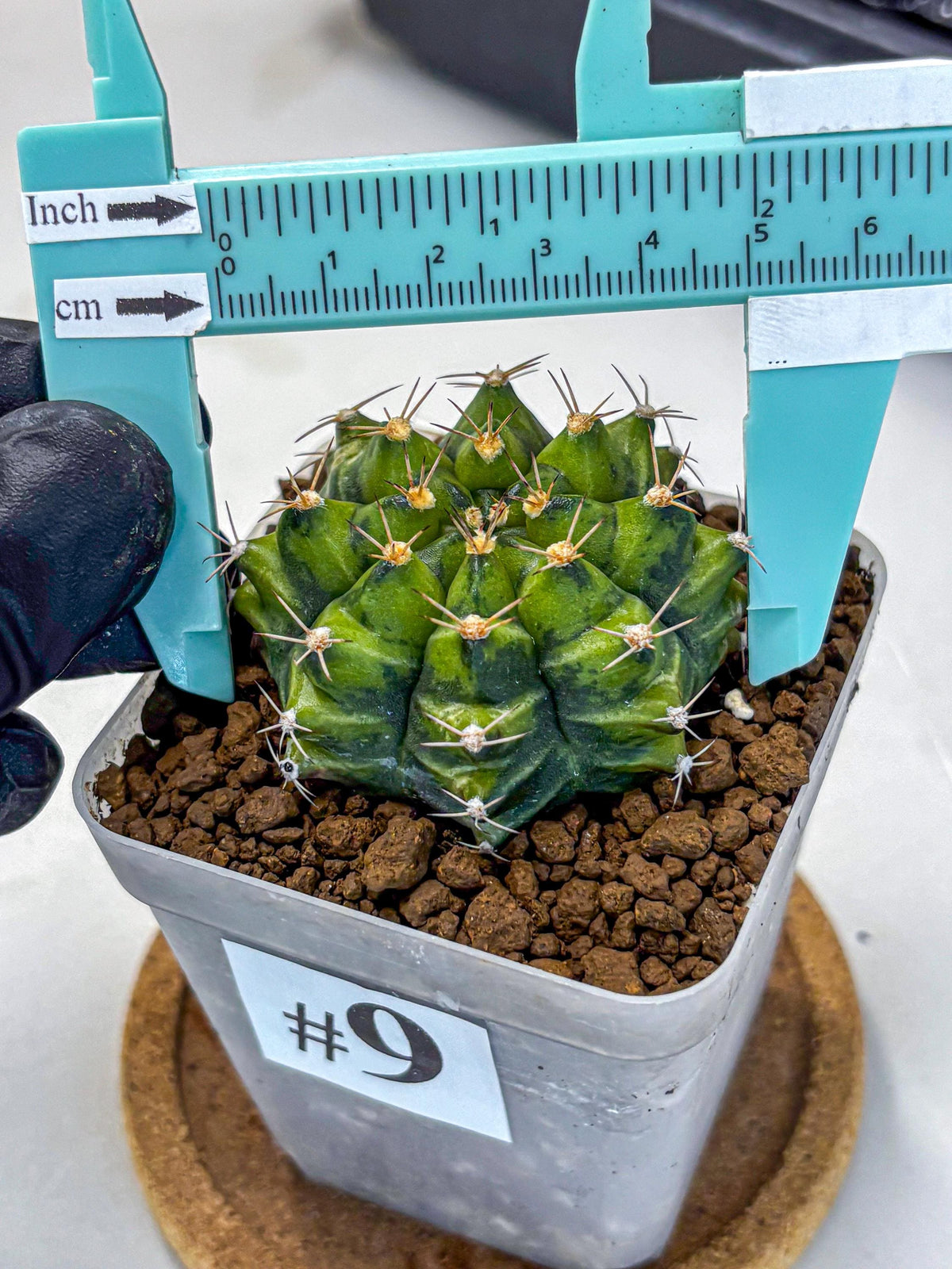 Gymnocalycium Moon Melody (gy8) (9) | Collector’s Edition