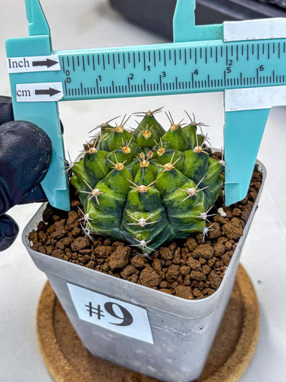 Gymnocalycium Moon Melody (gy8) (9) | Collector’s Edition