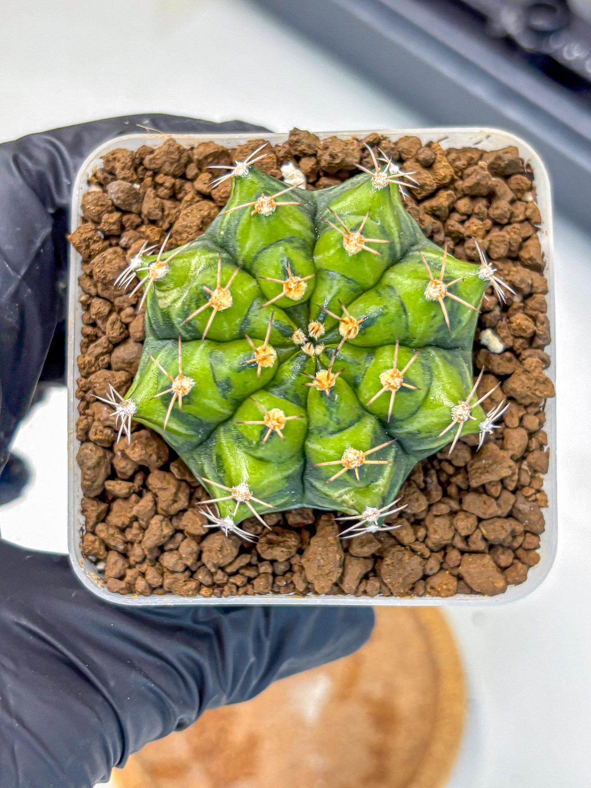 Gymnocalycium Moon Melody (gy8) (9) | Collector’s Edition