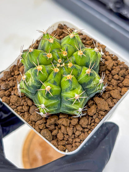 Gymnocalycium Moon Melody (gy8) (9) | Collector’s Edition