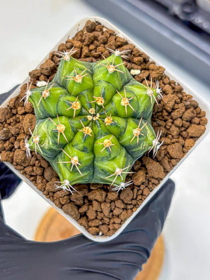 Gymnocalycium Moon Melody (gy8) (9) | Collector’s Edition
