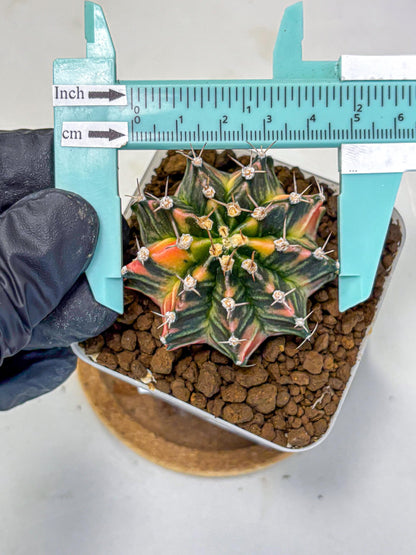 Gymnocalycium Nova Tears (gy8) (10) | Collector’s Edition