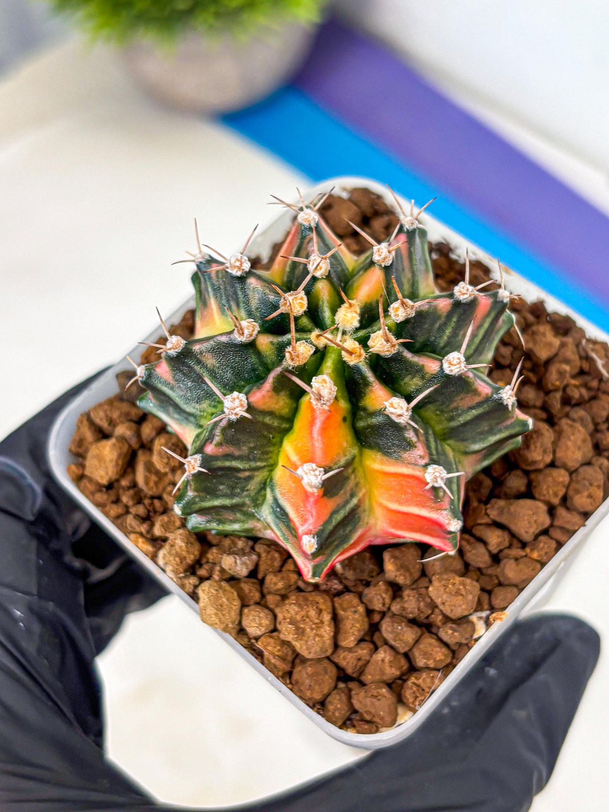 Gymnocalycium Nova Tears (gy8) (10) | Collector’s Edition