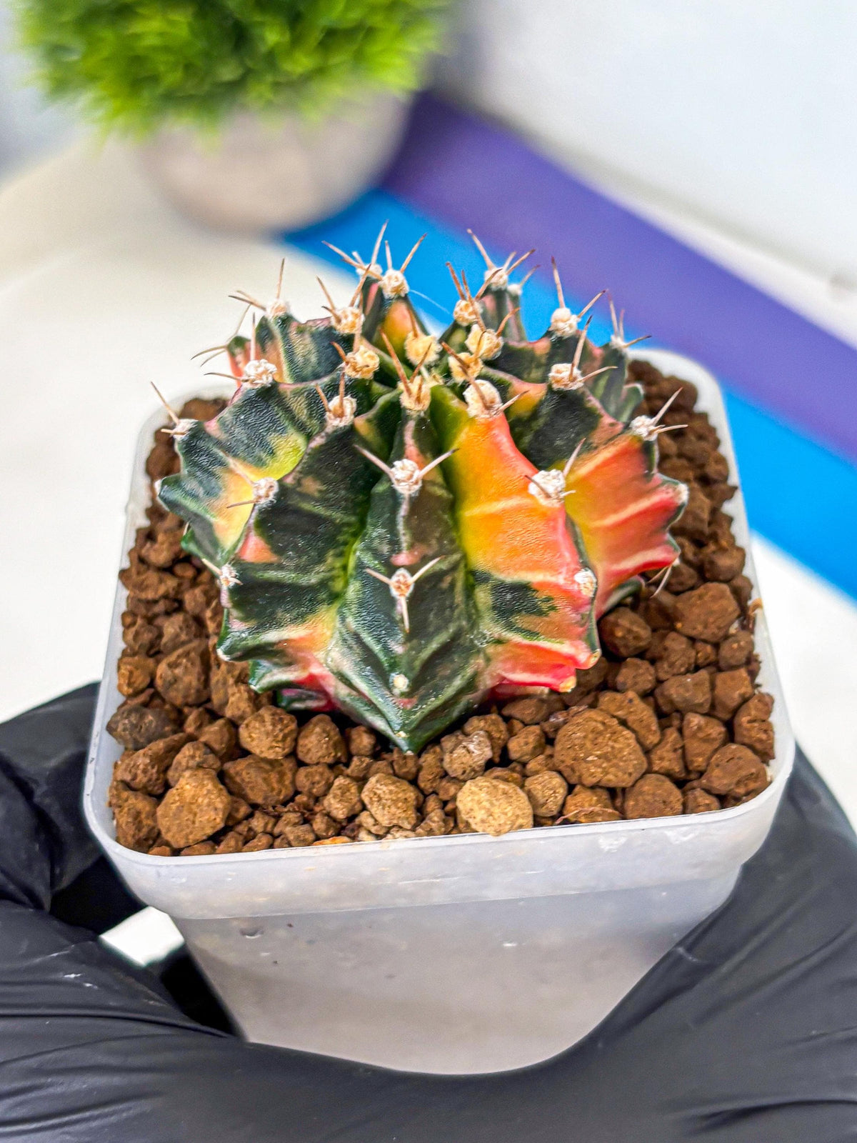 Gymnocalycium Nova Tears (gy8) (10) | Collector’s Edition