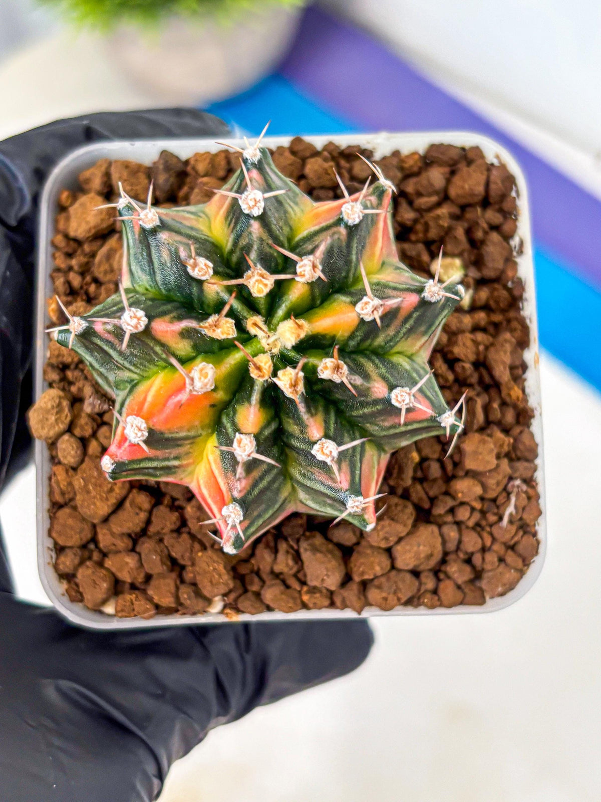 Gymnocalycium Nova Tears (gy8) (10) | Collector’s Edition