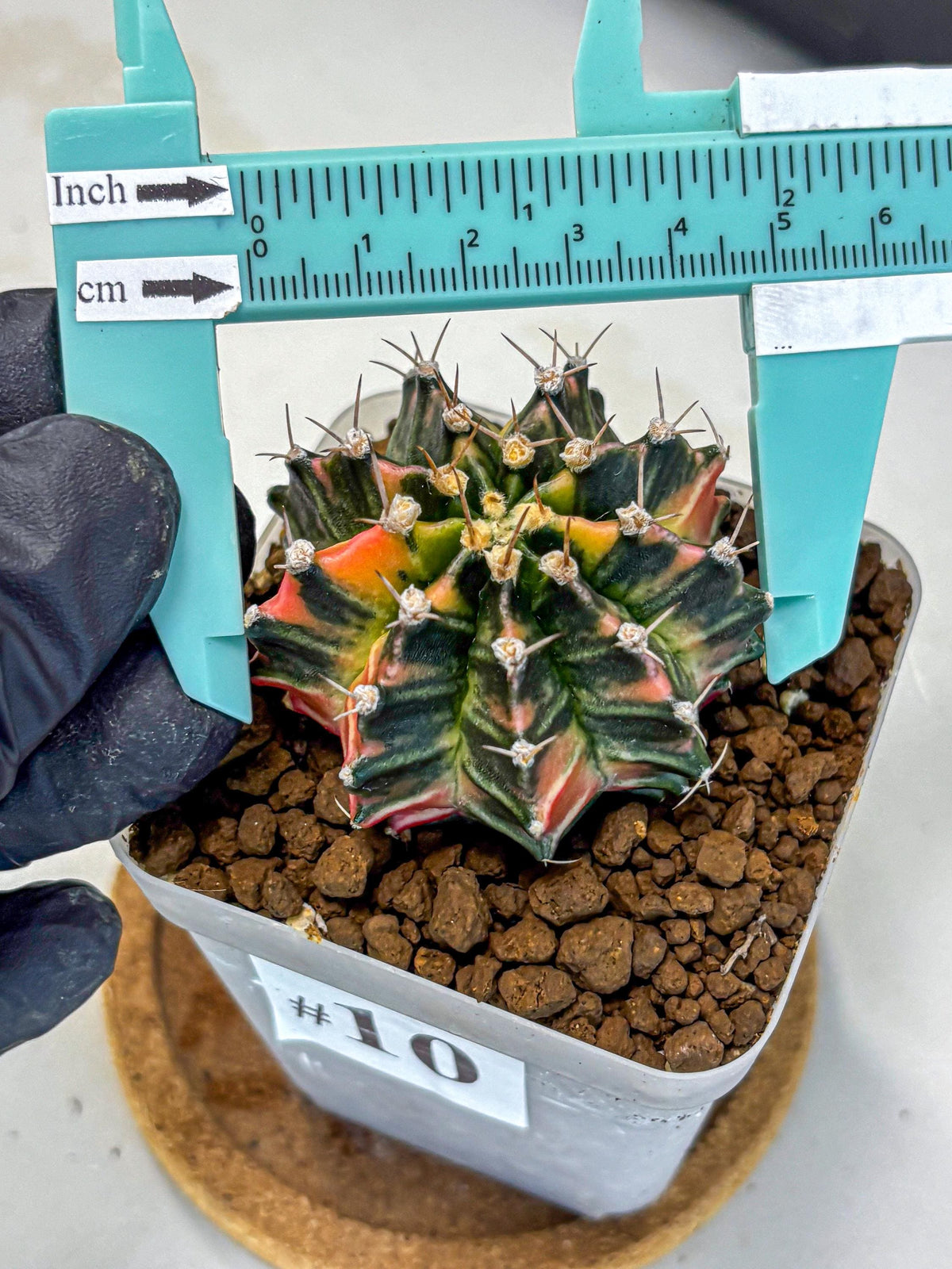Gymnocalycium Nova Tears (gy8) (10) | Collector’s Edition
