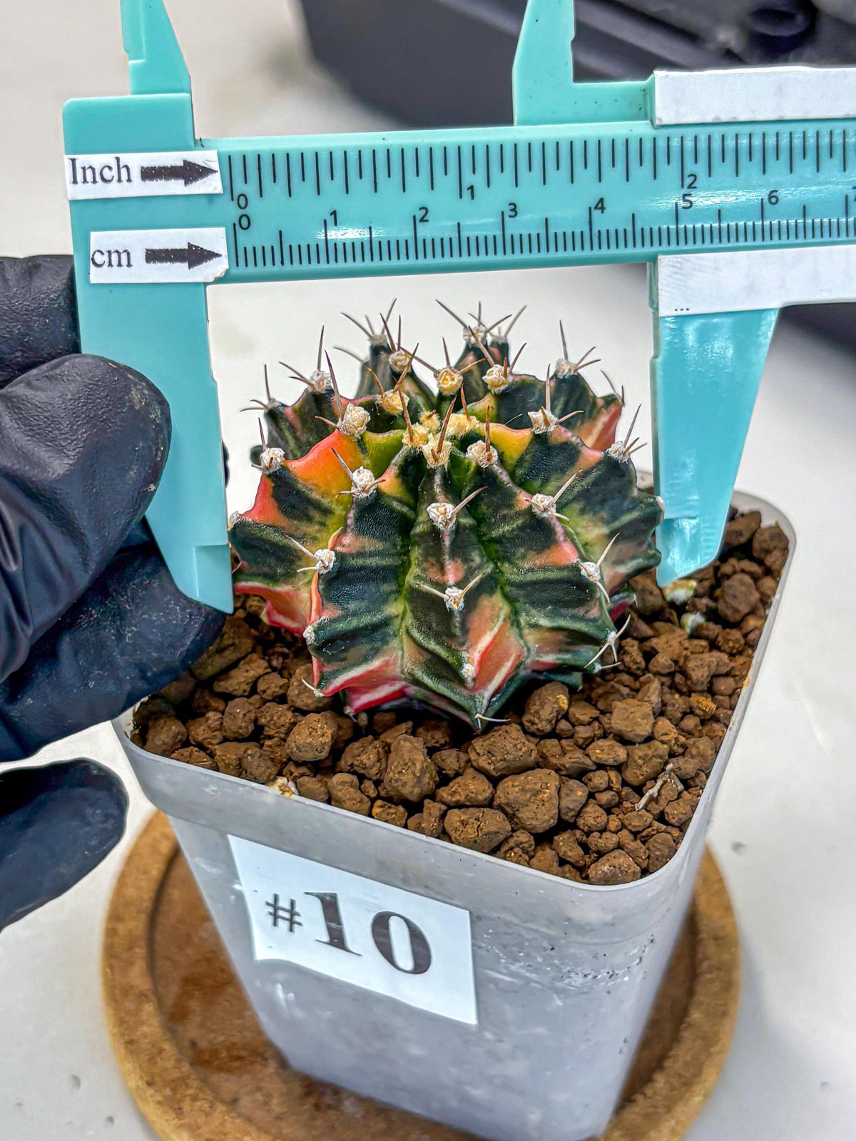 Gymnocalycium Nova Tears (gy8) (10) | Collector’s Edition