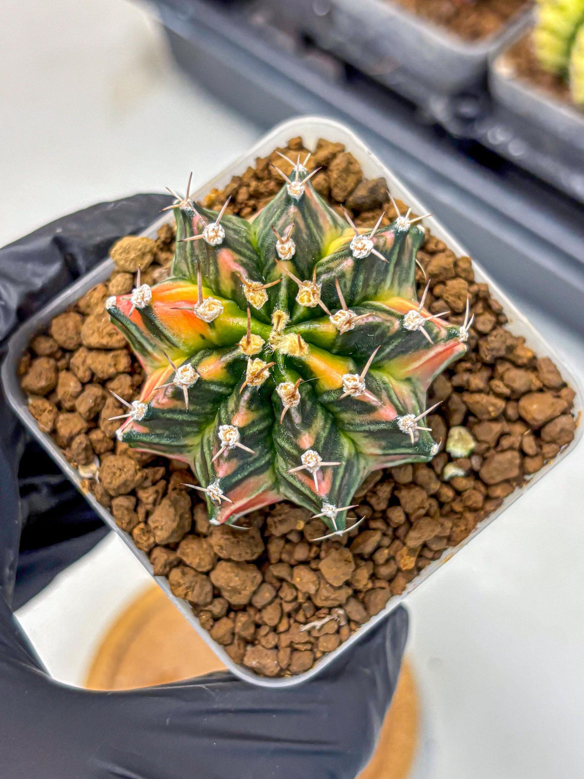 Gymnocalycium Nova Tears (gy8) (10) | Collector’s Edition