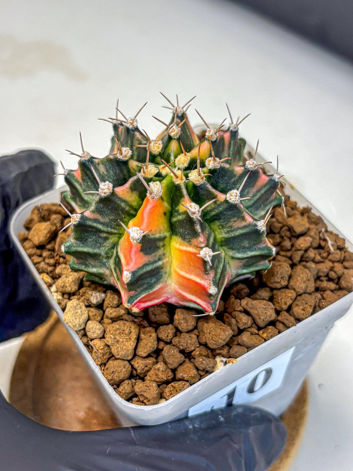 Gymnocalycium Nova Tears (gy8) (10) | Collector’s Edition