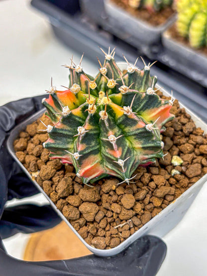 Gymnocalycium Nova Tears (gy8) (10) | Collector’s Edition