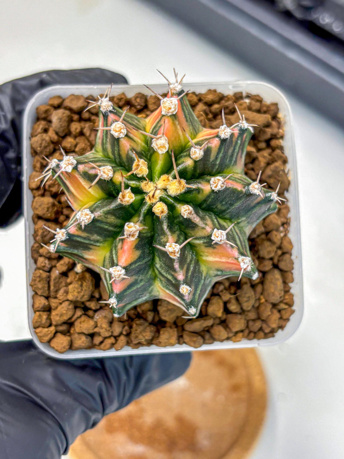 Gymnocalycium Nova Tears (gy8) (11) | Collector’s Edition