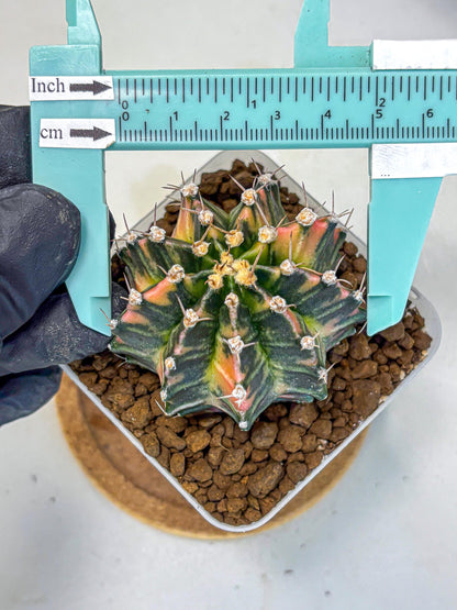 Gymnocalycium Nova Tears (gy8) (11) | Collector’s Edition