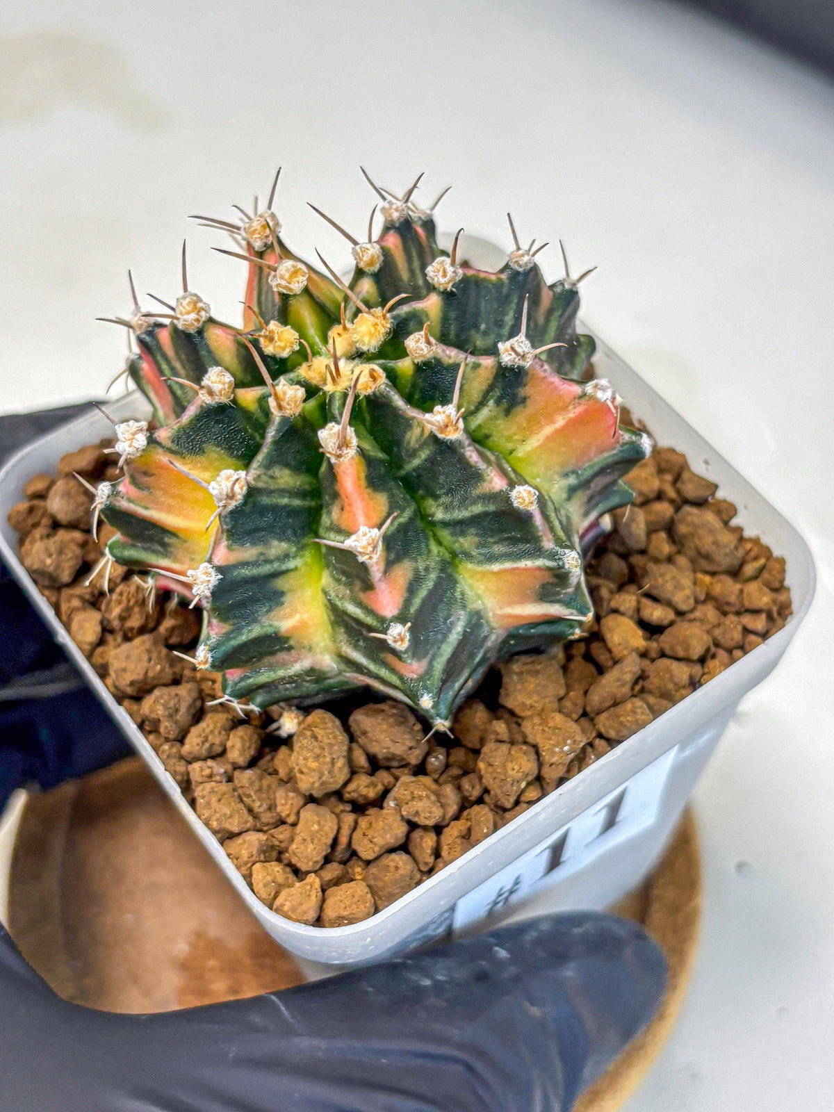 Gymnocalycium Nova Tears (gy8) (11) | Collector’s Edition