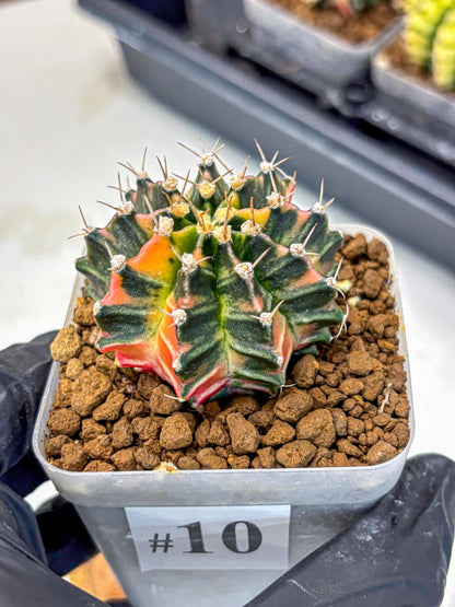 Gymnocalycium Nova Tears (gy8) (10) | Collector’s Edition