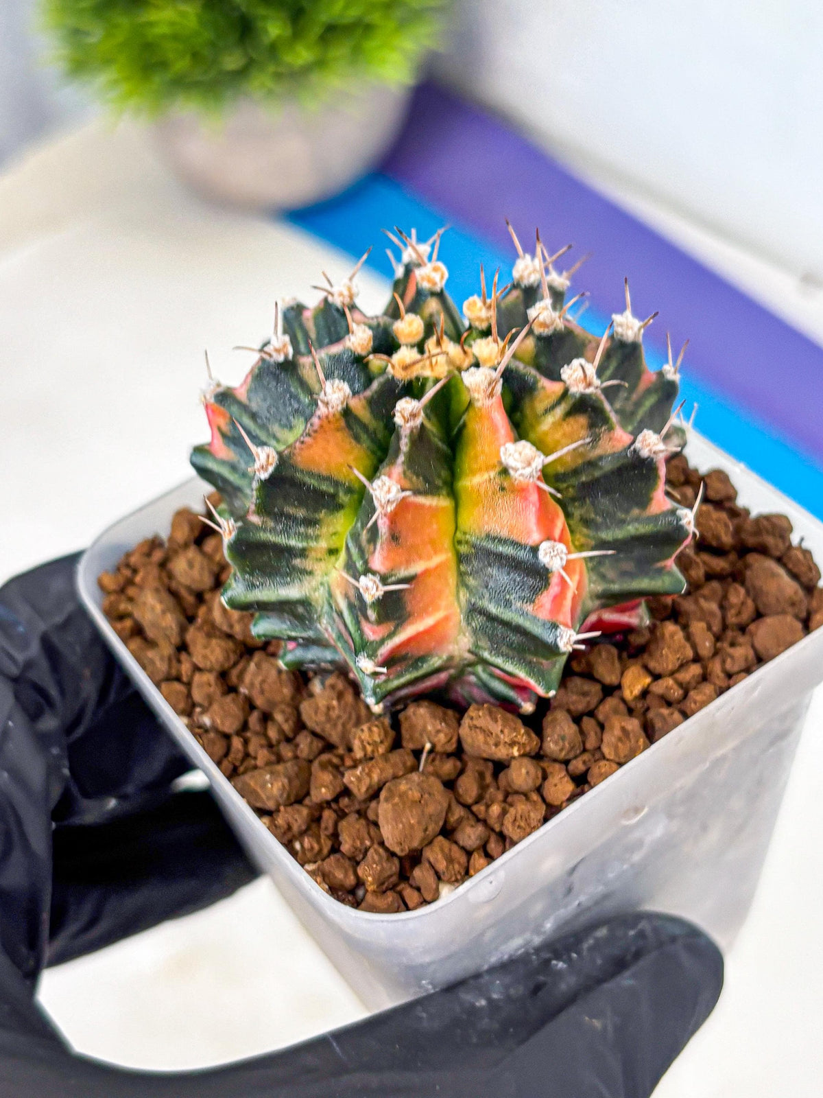 Gymnocalycium Nova Tears (gy8) (11) | Collector’s Edition