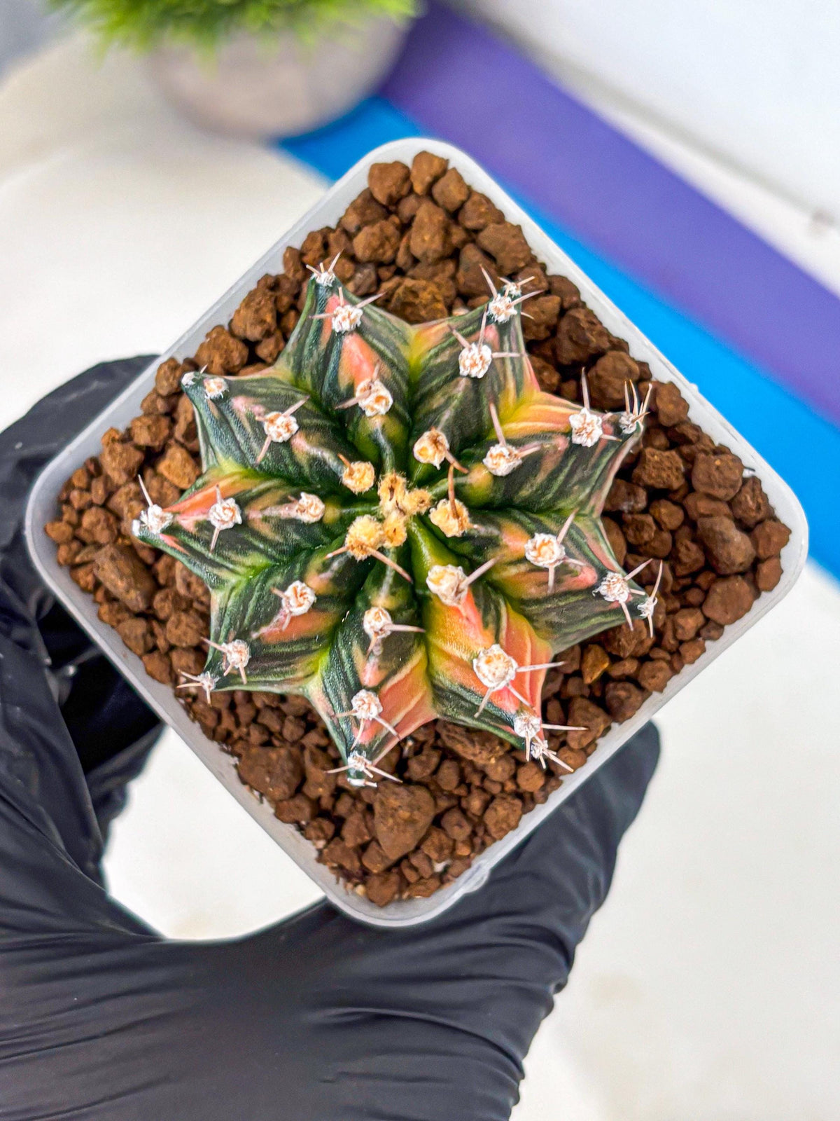 Gymnocalycium Nova Tears (gy8) (11) | Collector’s Edition