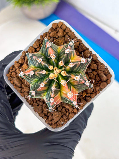 Gymnocalycium Nova Tears (gy8) (11) | Collector’s Edition