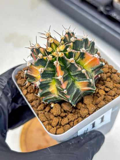 Gymnocalycium Nova Tears (gy8) (11) | Collector’s Edition