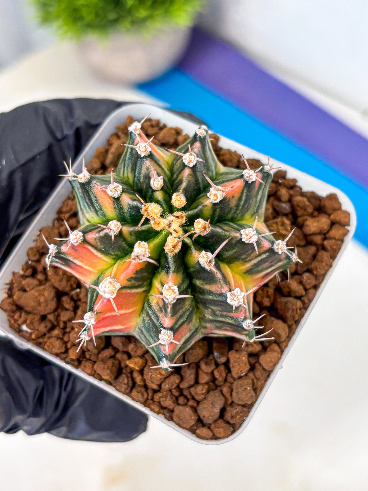 Gymnocalycium Nova Tears (gy8) (11) | Collector’s Edition
