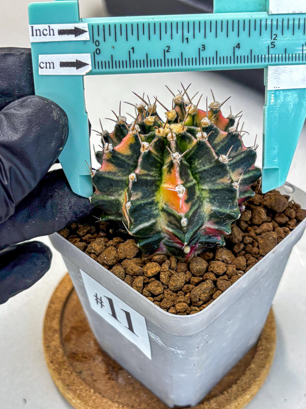 Gymnocalycium Nova Tears (gy8) (11) | Collector’s Edition