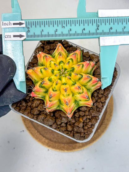 Gymnocalycium Orangish (gy8) (12) | Collectable Plant