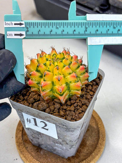 Gymnocalycium Orangish (gy8) (12) | Collectable Plant