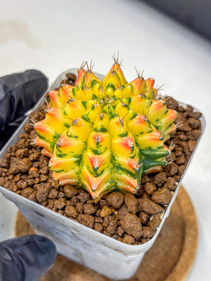 Gymnocalycium Orangish (gy8) (12) | Collectable Plant