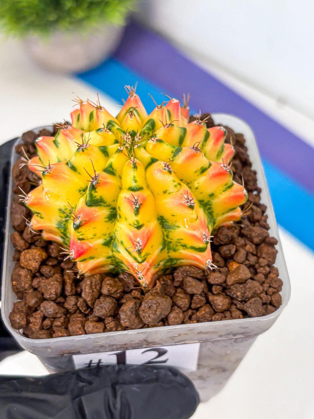 Gymnocalycium Orangish (gy8) (12) | Collectable Plant