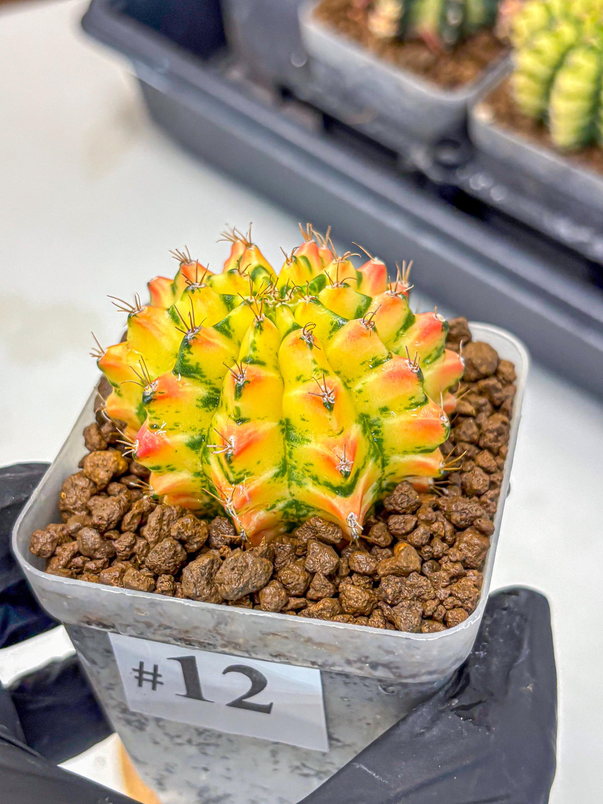 Gymnocalycium Orangish (gy8) (12) | Collectable Plant